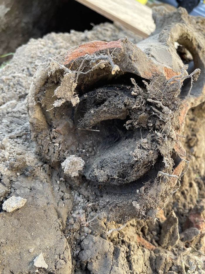 Excavated clay sewer pipe with root intrusion found during a Santa Rosa drain inspection
